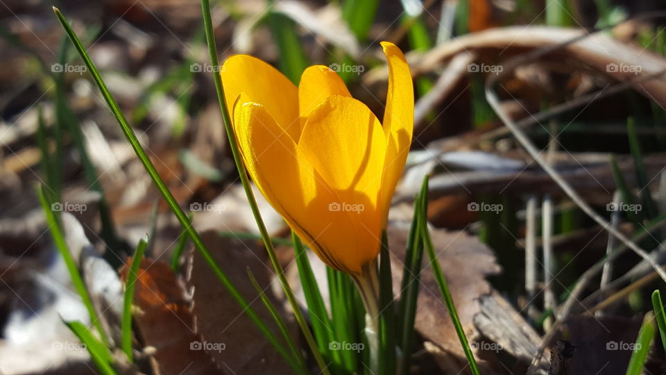 Yellow crocus