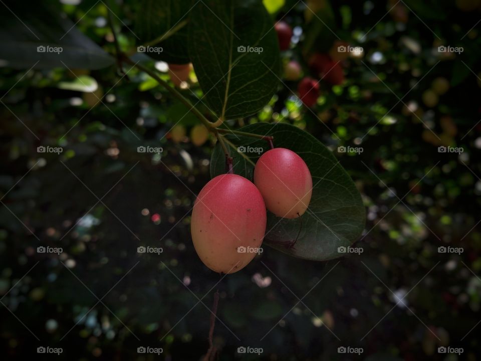 red white fruit