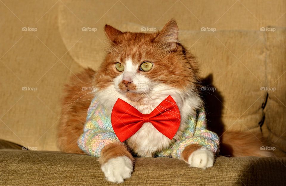 cat in red bow tie beautiful funny portrait