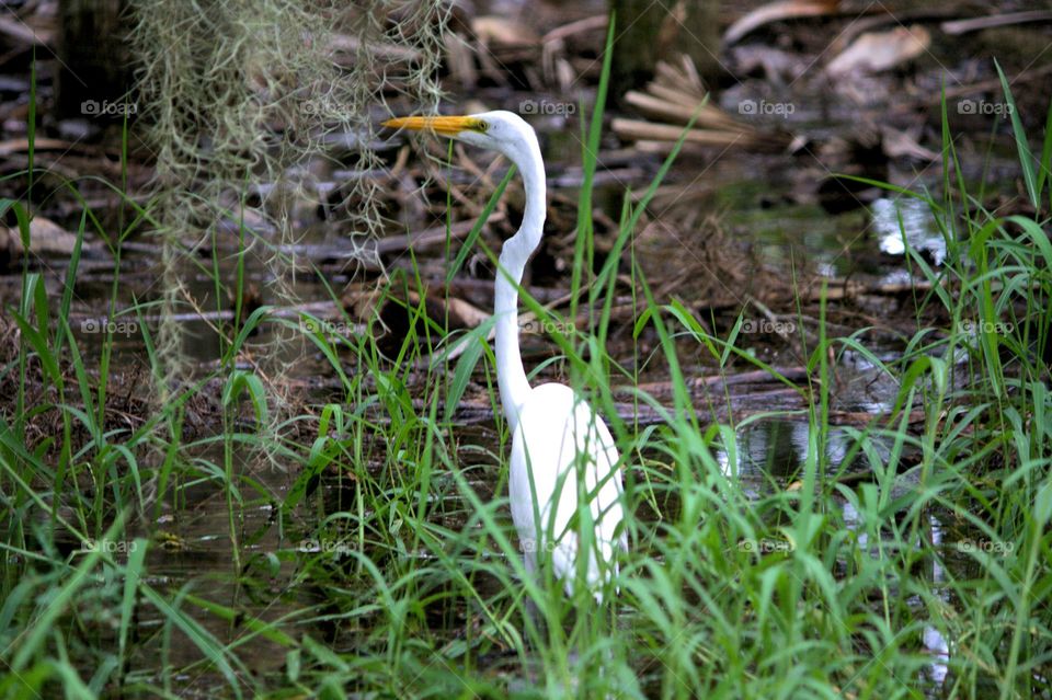 white egret in the grasslands
