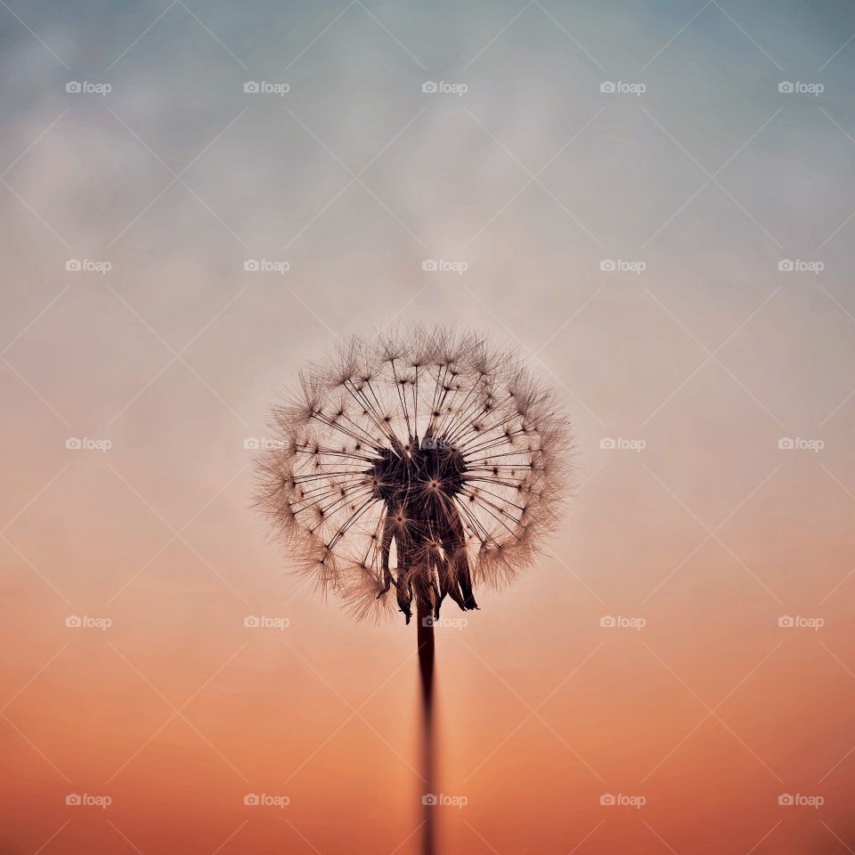 Dandelion and sunset