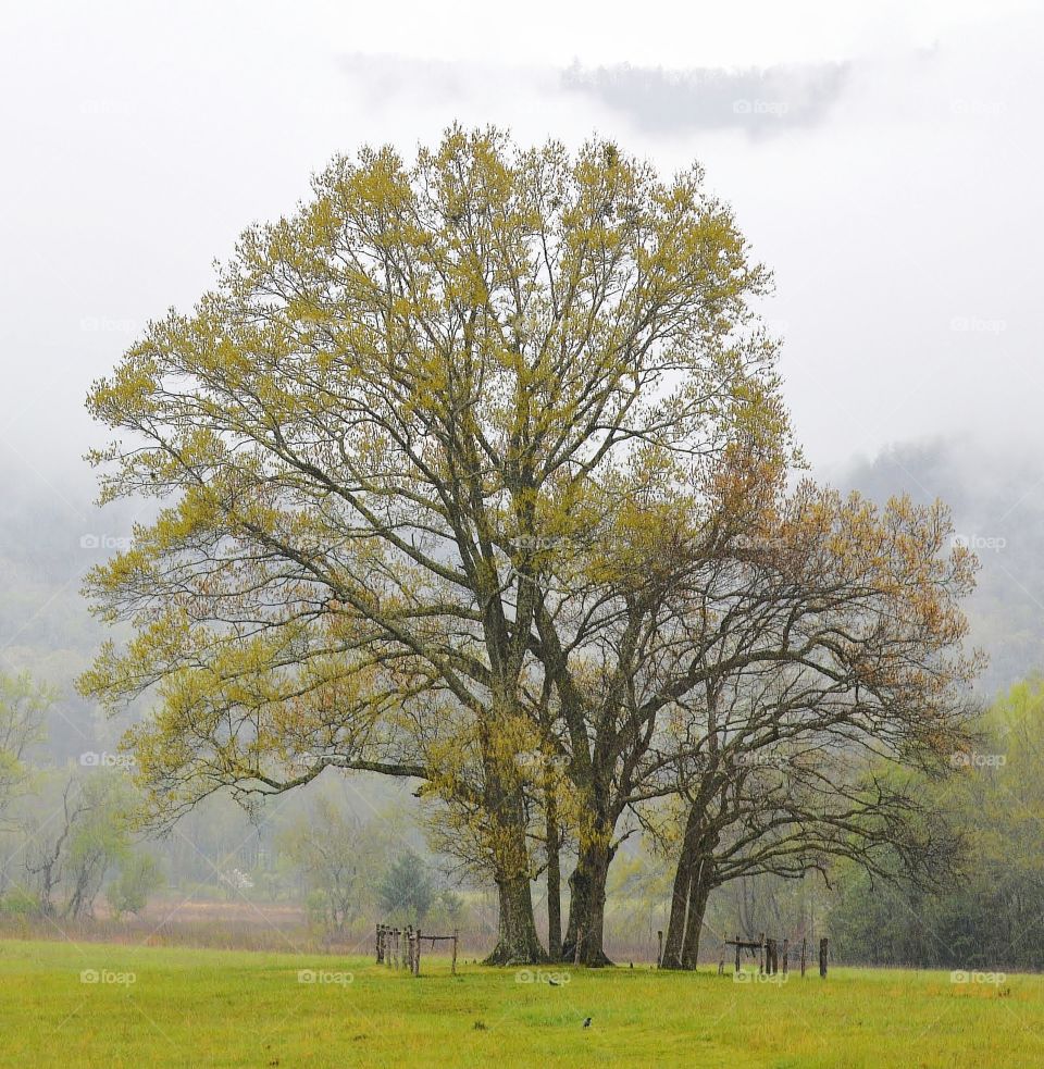 Tree in fog in the Smokey Mountains