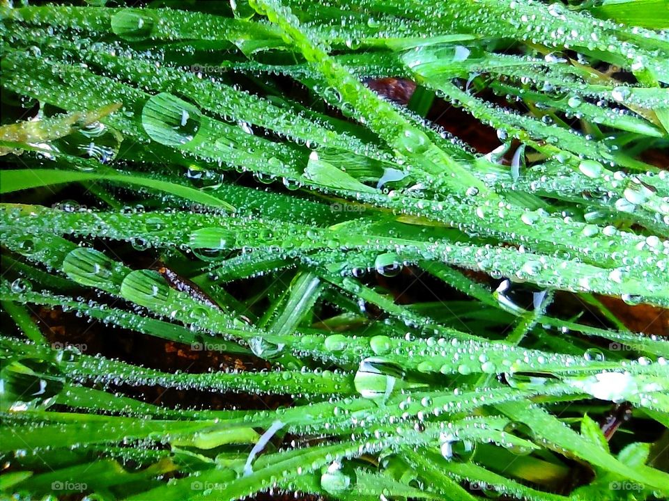 Dew drops on the grass
