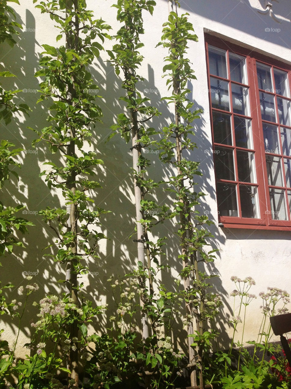 flowers red white wall by nitha75