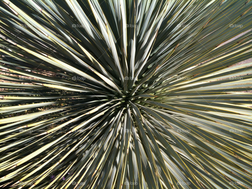 palm cactus desert springs by dasstig