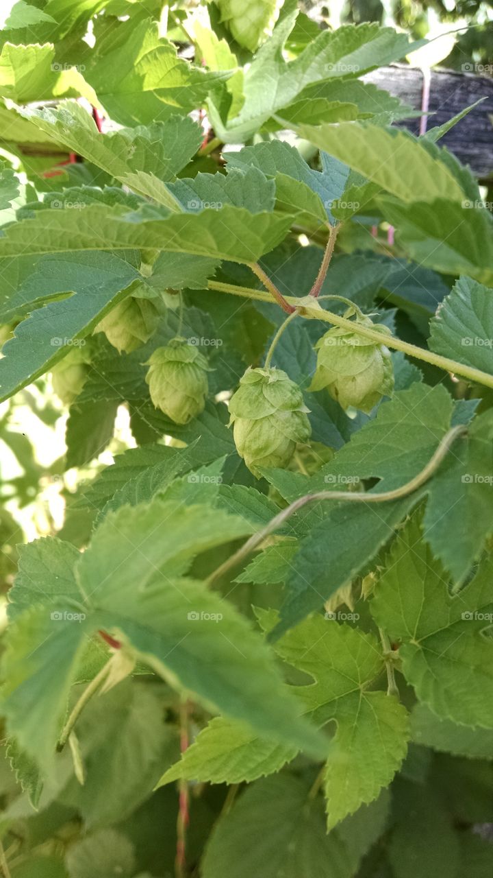 Cascade hops. Cascade hops in my garden in Portland, Oregon.