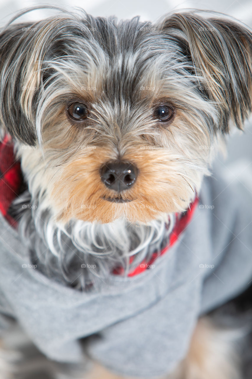 Close up of yorkshire terrier dog in a gray a red hoodie. 