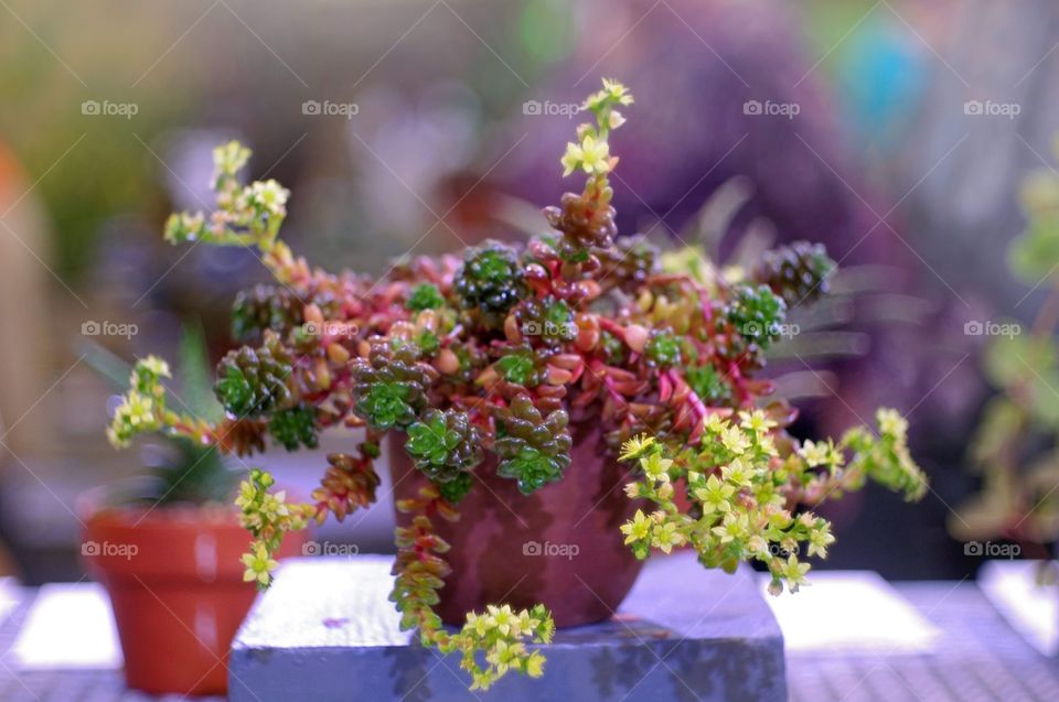 Beautiful Potted Succulent Plant 