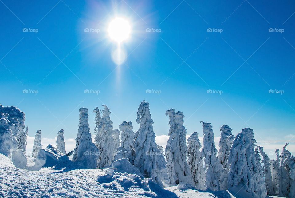 natural snowmen on the arber mountain
