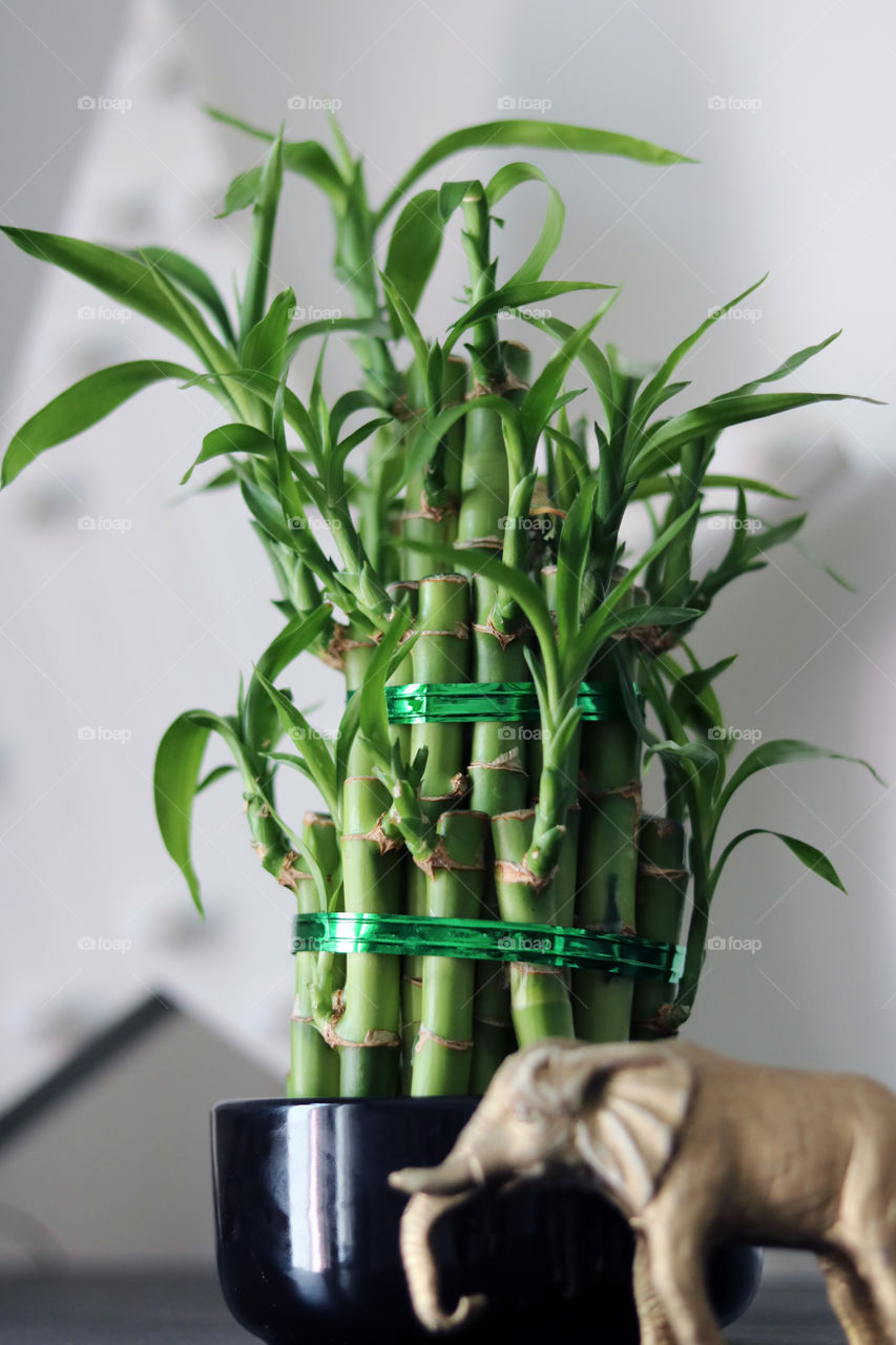 Bamboo Plant