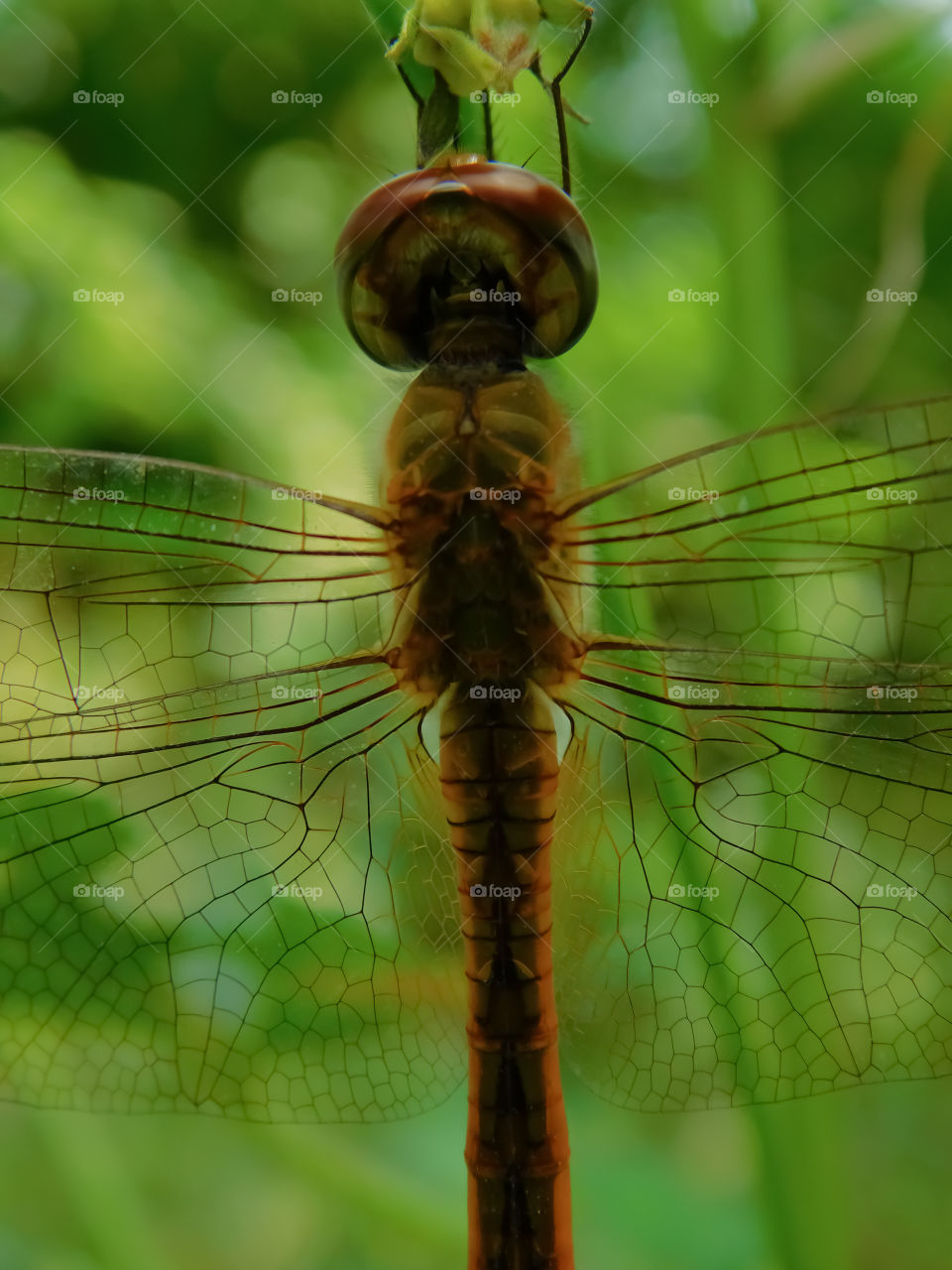 Colourful Dragon Fly Closeup or macro shot with detailed structure having green blurred bookeh  background