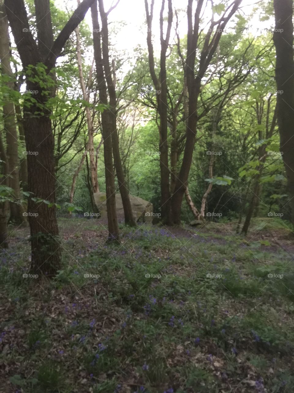 In the woods , Summer in England 
