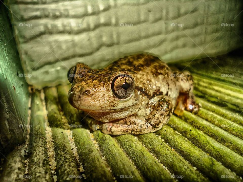 Mr froggy