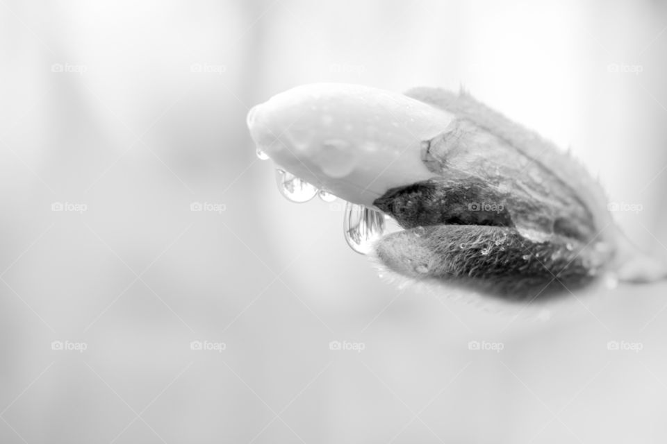 Star magnolia Spring bud 