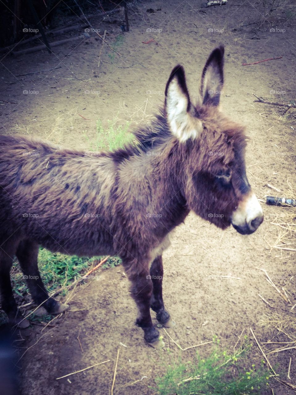 Baby donkey