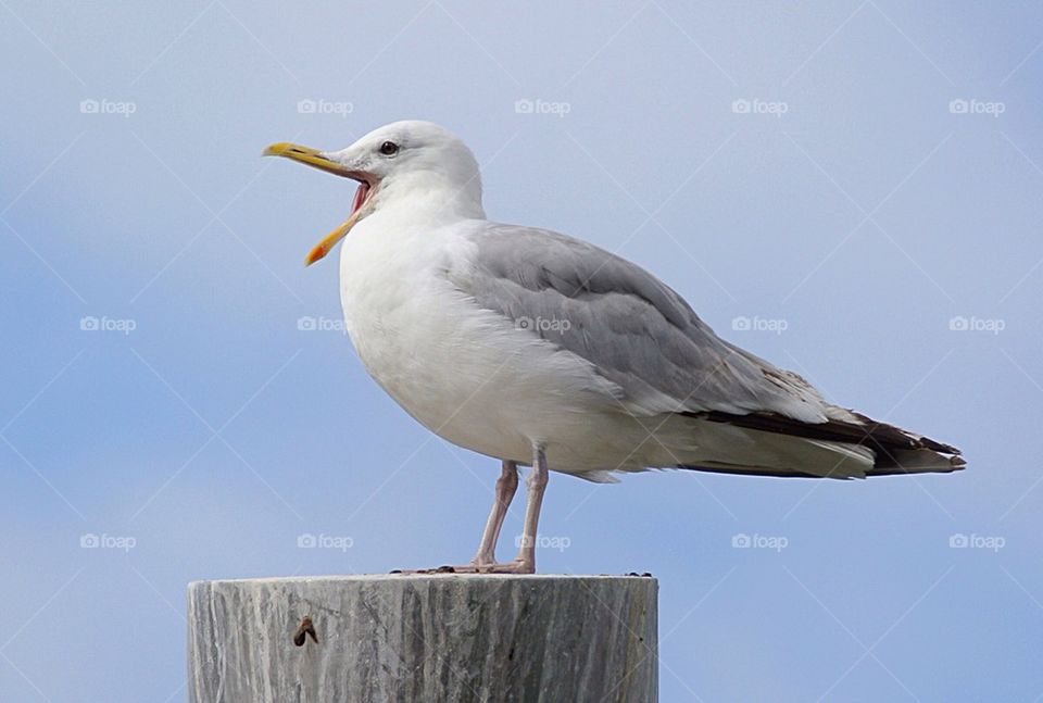 Seagull