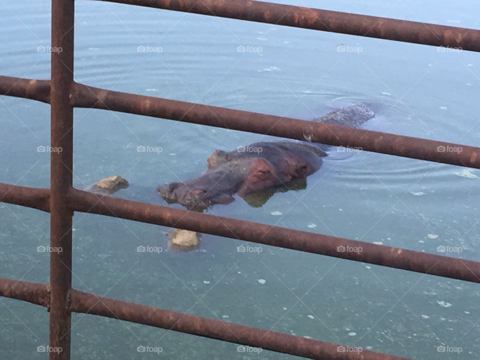 A hippo cooling off on a hot summer day swimming around in his pond. Drive through safari 