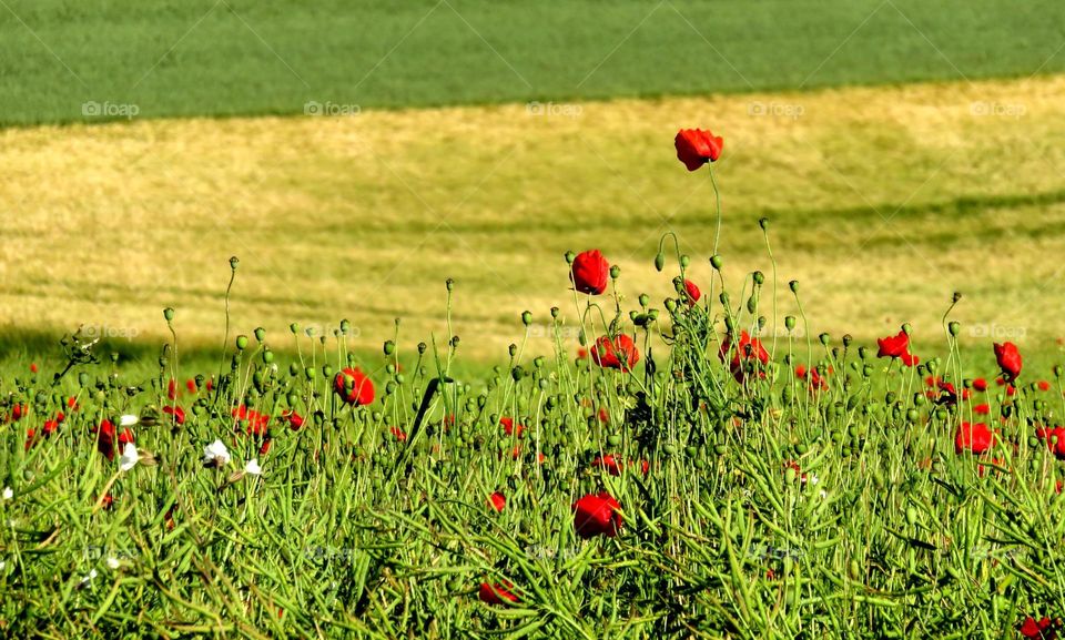 poppies in rural landscape