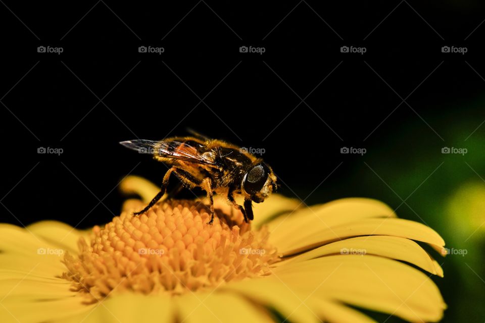 Bee on yellow flower