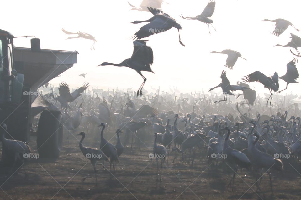 cranes at eating time