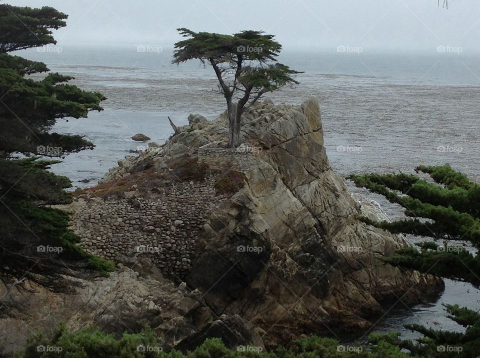 Tree On The Coast
