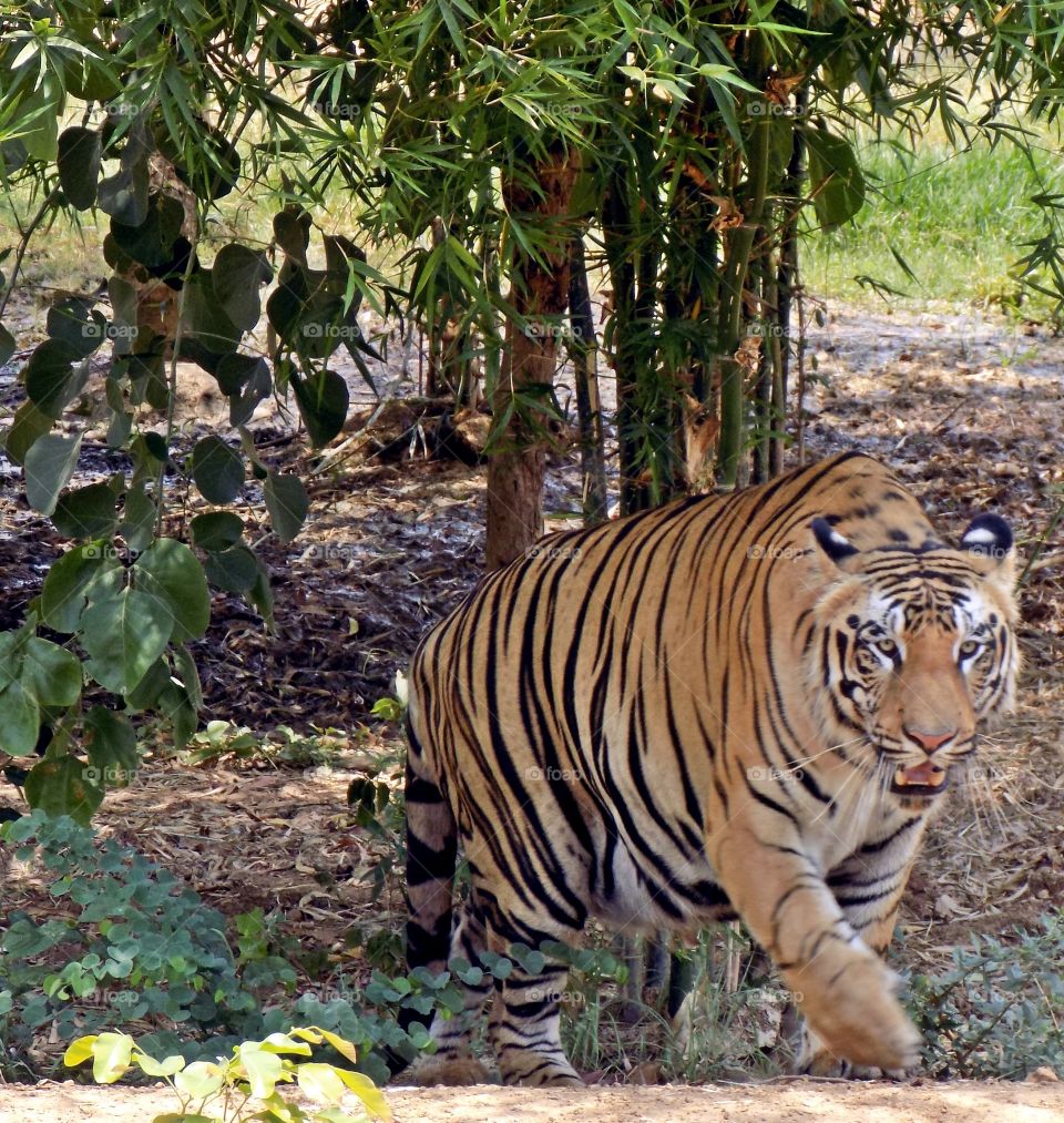 Bangal Tiger