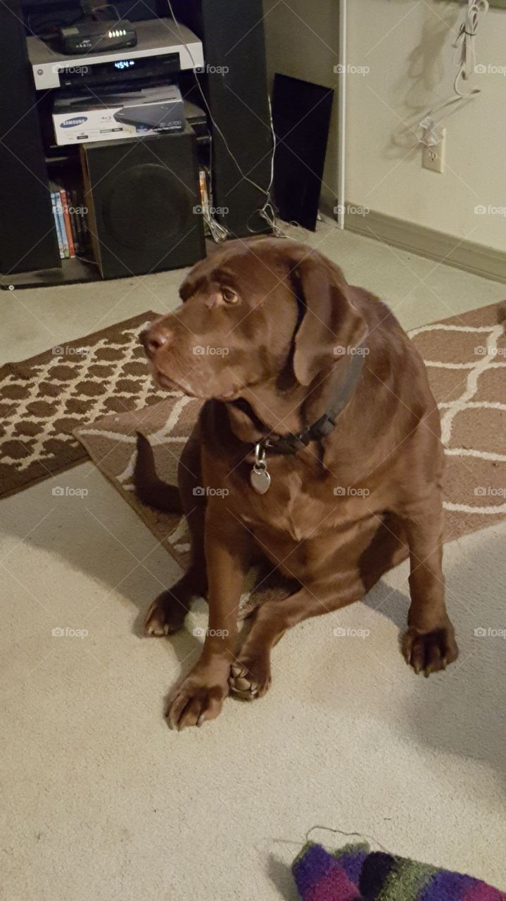 parents chocolate lab