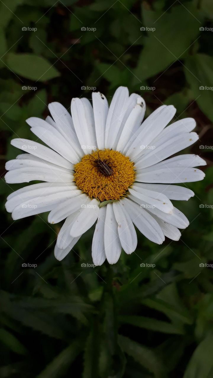 A small bug on a flower
