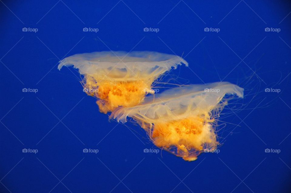 Egg yolk jellyfish