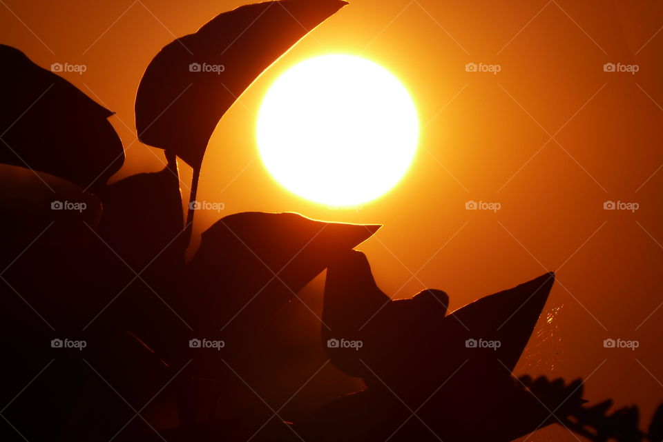 Sunset - leaf Silhouette -