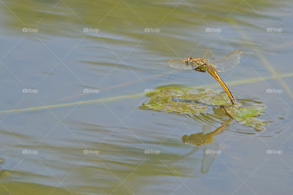 flying dragonfly.