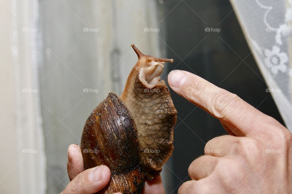 Big snail 