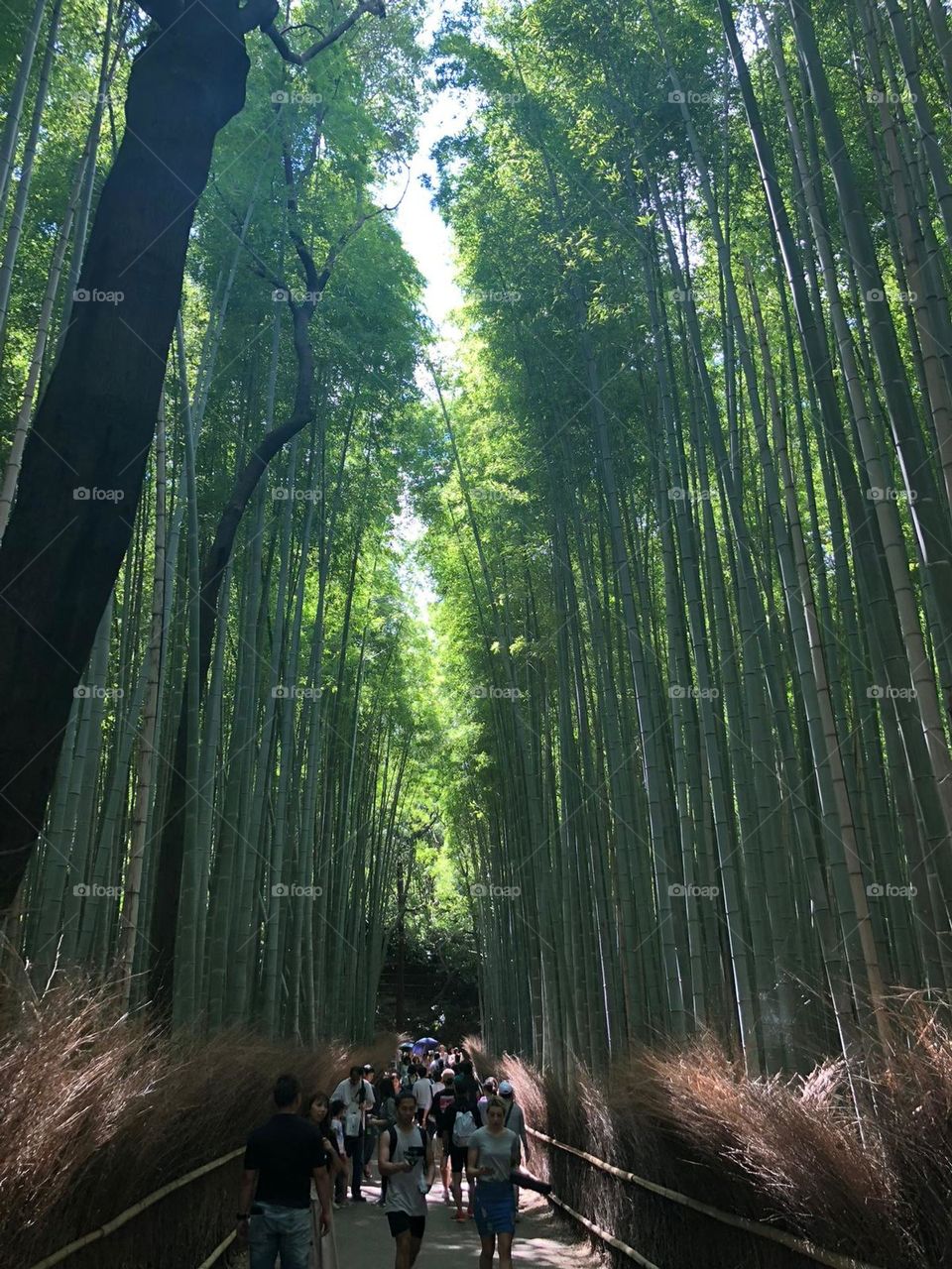 Bamboo forest