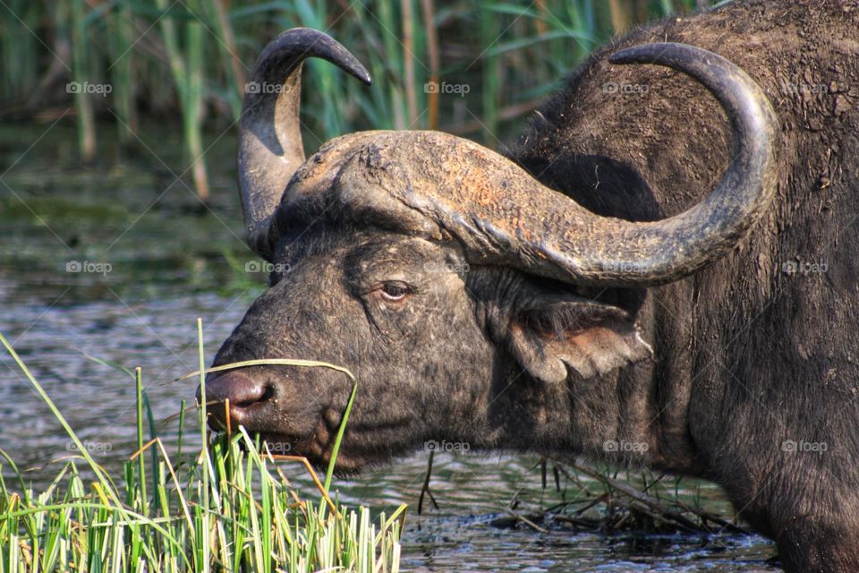 Cape buffelo grazing is the afternoon