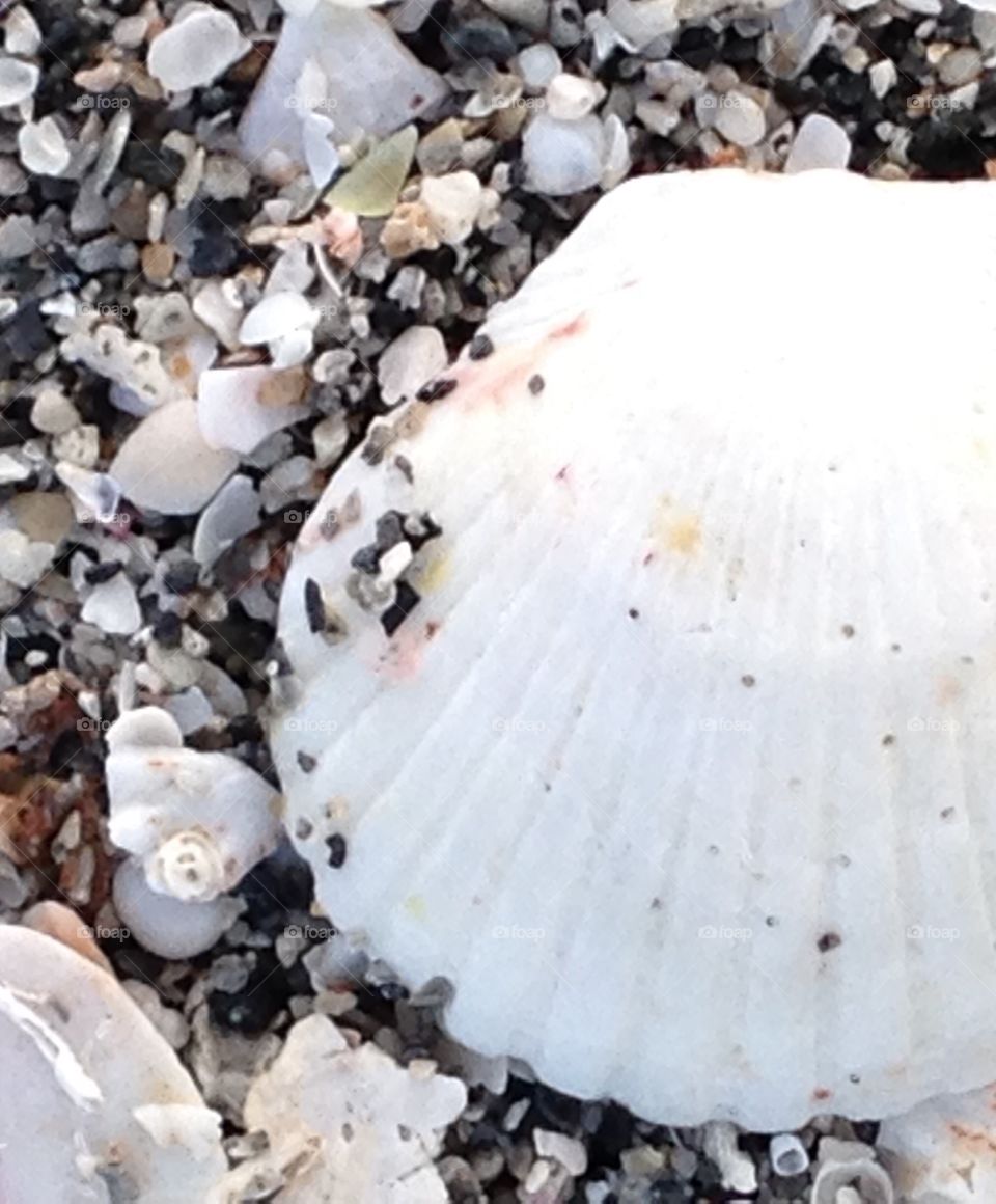 Sea shells