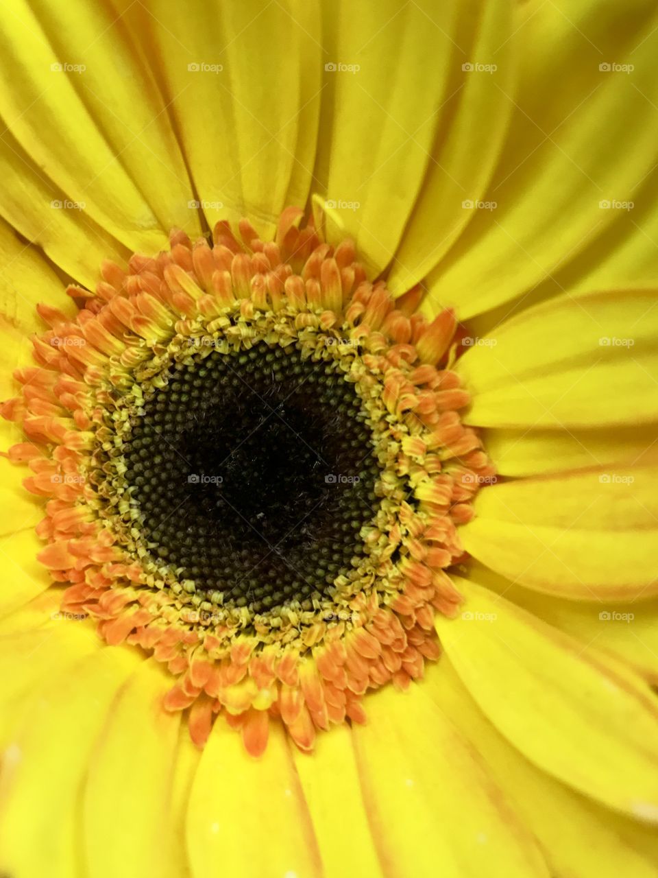 Sunflower...ready for my close-up