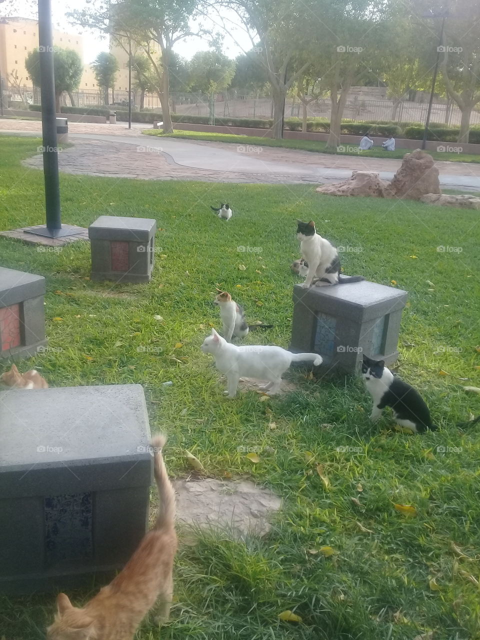 cats in park