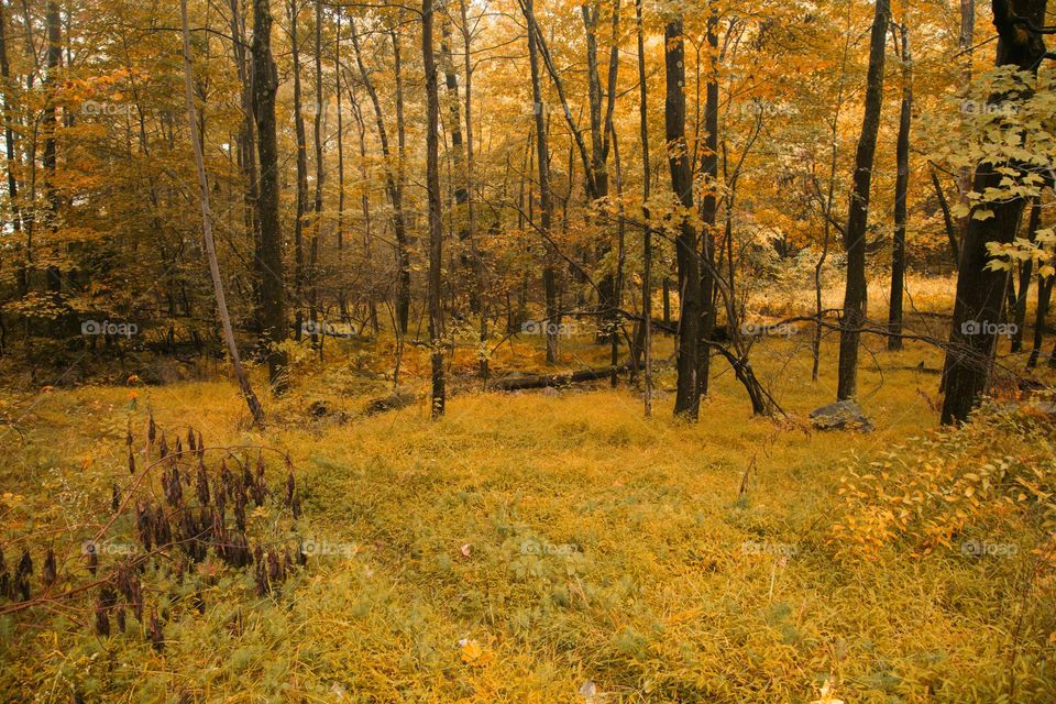 Where the yellow ferns are 