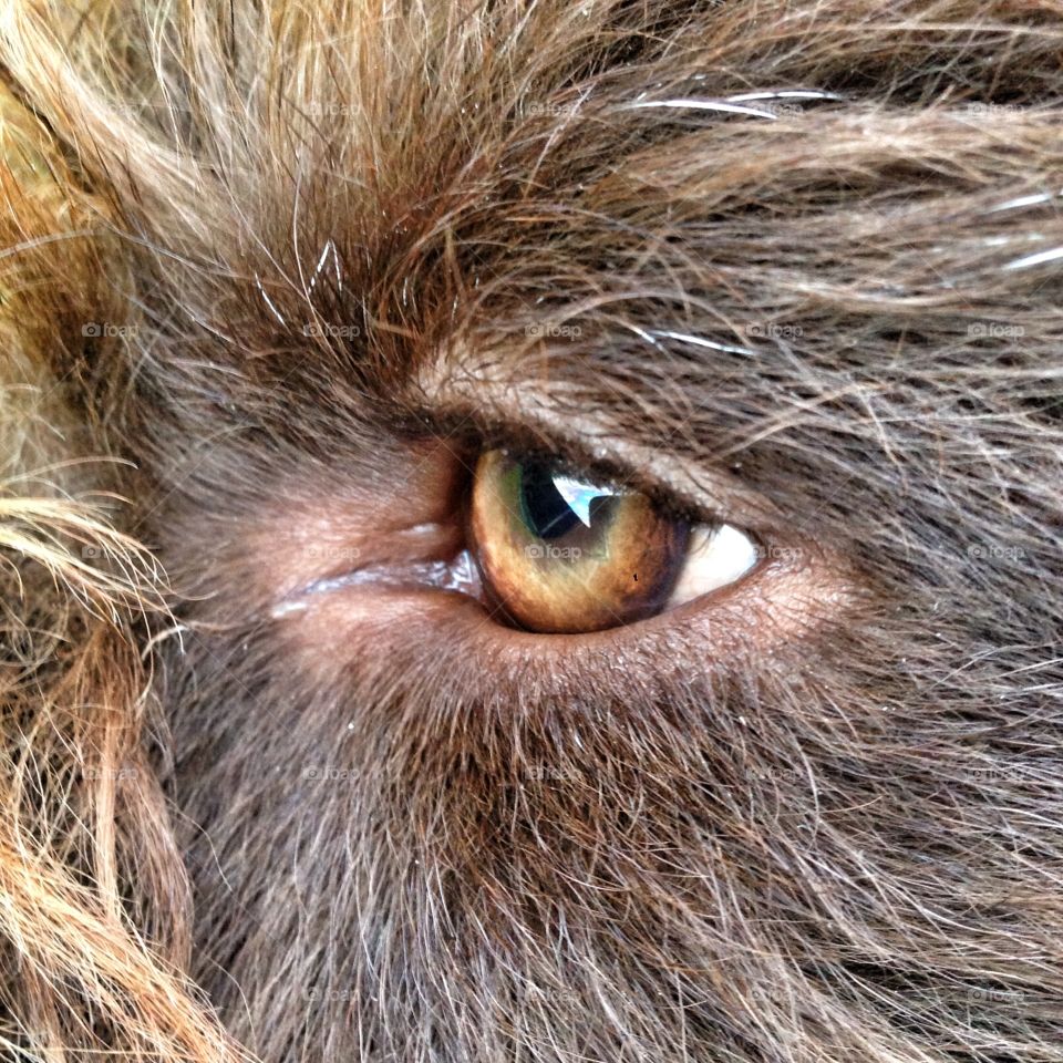 Brown dogs eye. Brown Labradoodle dogs eye
