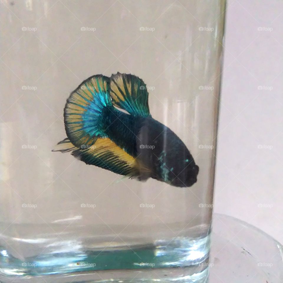 Betta fish.