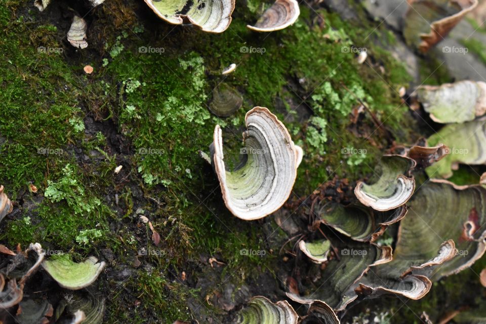 A mushroom on a tree