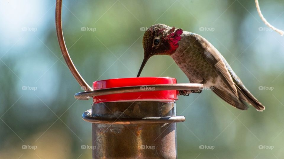Hummingbird on feeder