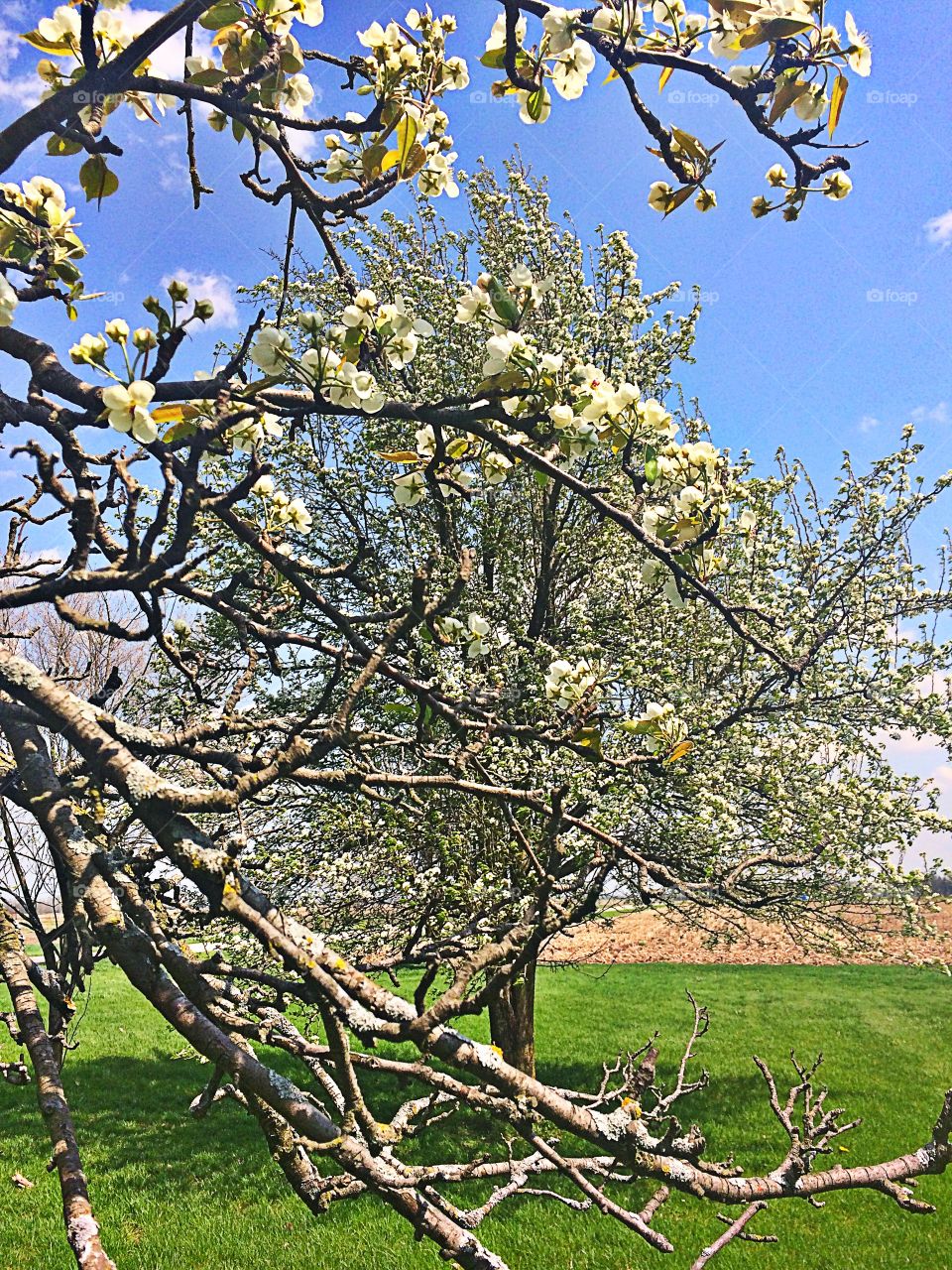 Pear Tree Blossoms