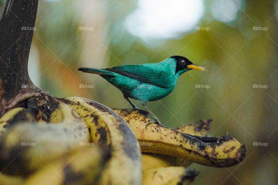 Beautiful blue bird, eating a yellow banana