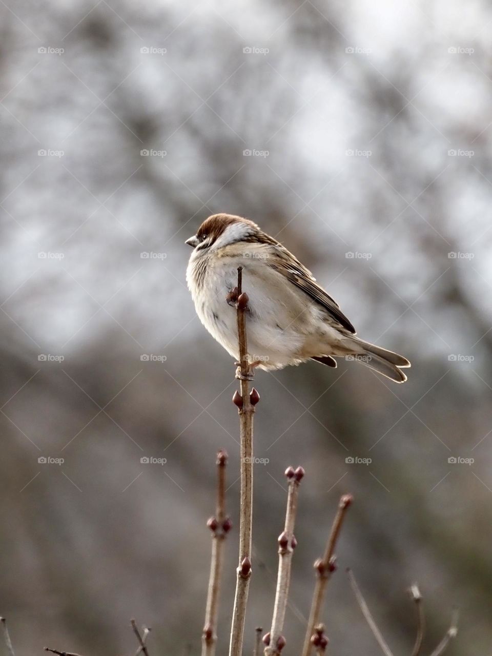 Sparrow