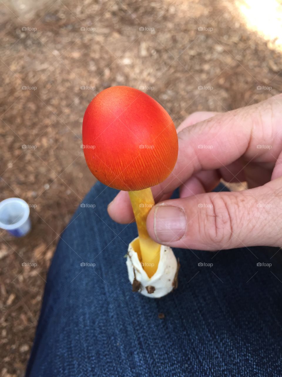 Beautiful red capped mushroom. The gills are visible from the top side of the cap. There is a skirt on the bottom of the mushroom. It was found growing in north east Georgia in mulch beneath an oak tree.