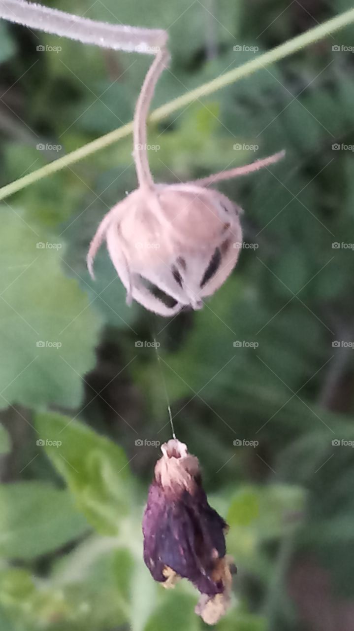 The flower is very very dry and flow the main part