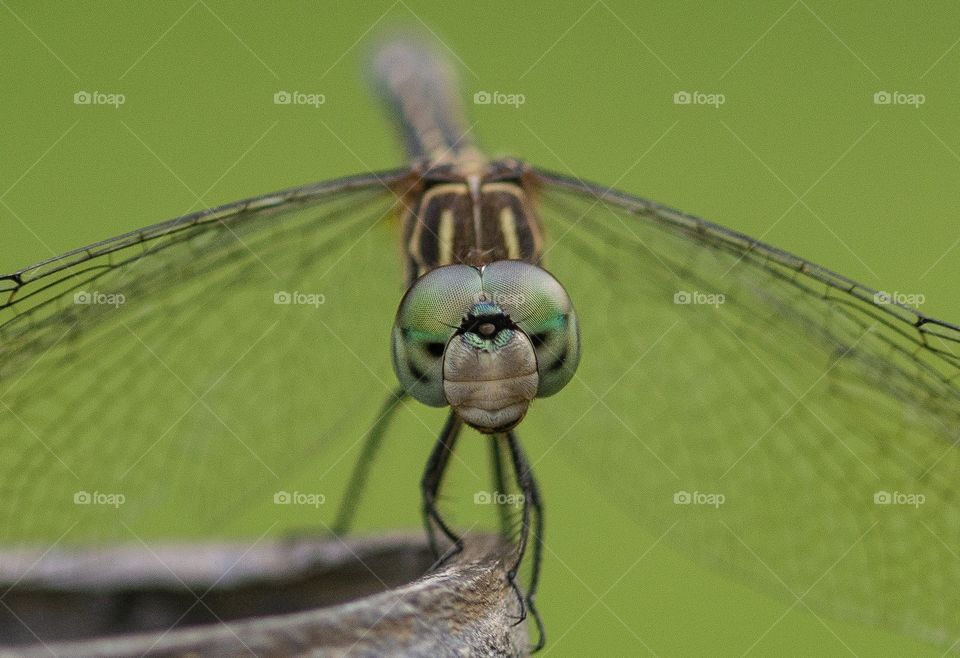 Dragonfly closeup