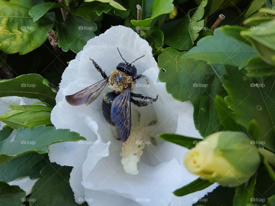 High angle view of bee with white flower