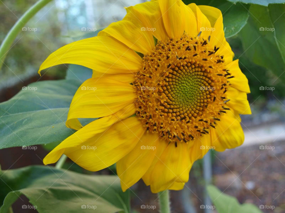 colorado flowers sunflower wind by ezdrossi